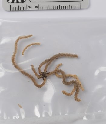 Media type: image;   Invertebrate Zoology OPH-3744 Description: Whole lot container, top down view;  Aspect: wholelot